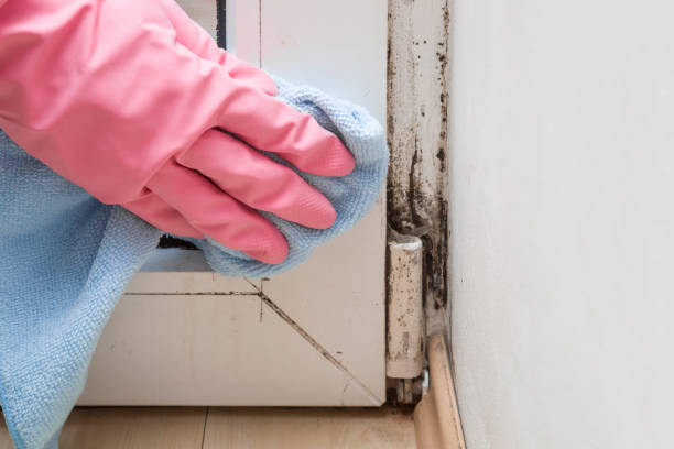 Certified Mold Removal in Elburn, IL